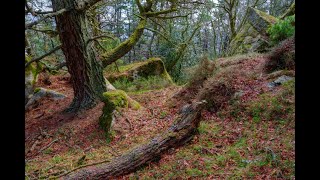 EL HOGAR DE LA NIEBLA Un sendero para los amantes de la naturaleza [upl. by Ewan]