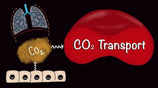 CO2 Transport  Carbondioxide Transport  Respiratory Gas Exchange  Respiratory Physiology [upl. by Trisa291]