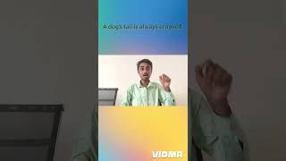 Dogs tail is always crooked youtubeshorts englishlanguage shortvideo [upl. by Kyl]