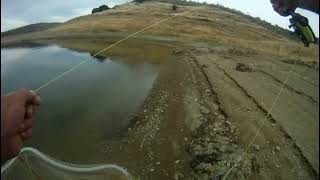 Barbel on the Dry Fly with Extremadura Predator Fishing Spain [upl. by Somisareg57]