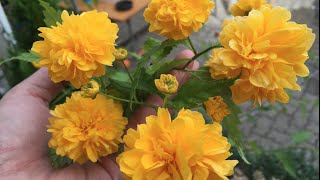 Caring and Propagating Kerria Japonica Ranunkelstrauch [upl. by Gausman]