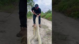 Ketika sang raja king cobra di alam semesta mandapetualang snake [upl. by Eidde]