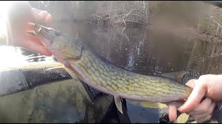 Chain Pickerel Fishing [upl. by Aicenod644]