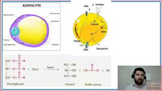 Metabolismo de lipídios [upl. by Ennahs759]