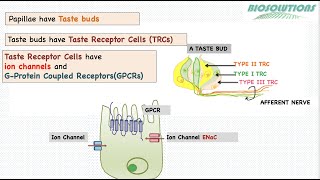 How do we taste salt sweet sour umami and bitter through TRCs in Tongue gustatorysystem Dec 21 [upl. by Ldnek]