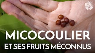 Le micocoulier et ses fruits méconnus [upl. by Erdei324]