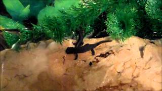 Chinese Fire Bellied Newt Efts Feeding Cynops Orientalis [upl. by Heathcote]