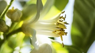 Neroli from Grasse The luminous flower [upl. by Matthaeus]