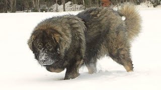 Caucasian Shepherd Brutal Russian Bear Dog [upl. by Nisa341]