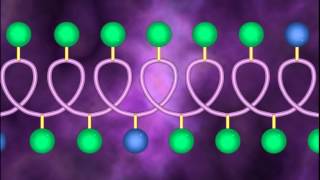 Protein Structure and Denaturation  A Level Biology [upl. by Sebastiano431]