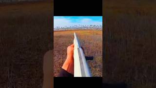 snow geese daysnowgoosehuntingbirdhuntinggoosehuntingwaterfallhunting [upl. by Ynnaf]