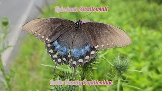 Spicebush Swallowtail In The Family Papilionidae amp The Common Eastern Bumblebee In The Family Apidae [upl. by Petrina]