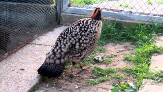 Tragopan caboti [upl. by Barabbas367]