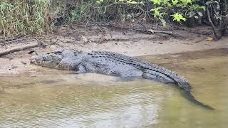 Daintree  Crocodiles Struth Adventures [upl. by Lawrence883]