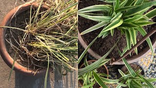 How I saved my dying Chlorophytum Spider plant  Spider plant propagation with update [upl. by Onitnelav]