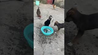 Cormorant Chronicles Phalacrocorax Carbo Devouring Fish [upl. by Carlton]