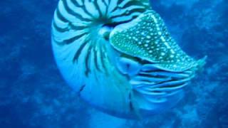 See Chambered Nautilus Up Close And Personal [upl. by Oek178]