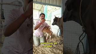 I have a happy news happy animals cow calf newlife sanctuary [upl. by Treblihp]