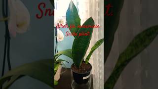 Whale fin sansevieria snake plant [upl. by Pilloff]