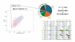 ⑭ 細胞外には非必須アミノ酸が多いか？ [upl. by Anitnoc]