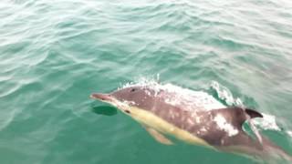 Dauphins en baie de Douarnenez [upl. by Hazaki805]