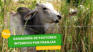 Ganadería de pastoreo intensivo por franjas  TvAgro por Juan Gonzalo Angel Restrepo [upl. by Assillim848]