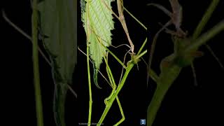 StickMoulting timelaps stick insect Ramulus nematodes quotBluequot is moulting and eating her skin [upl. by Elena985]