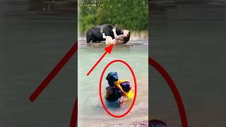 Anjing Pintar Menyelamatkan Manusiahewan animals shortvideos shorts [upl. by Saxen]