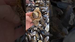 Barnacle shortvideo pets animalphotos ocean [upl. by Dnalrag]