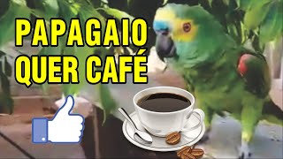 PAPAGAIO FALANDO QUER TOMAR CAFÉ LORO [upl. by Dell]