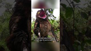 Potoo The Ghost Bird [upl. by Adnwahsal357]