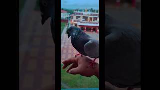 Cute Pigeon 🥰 land on hand [upl. by Evyn388]