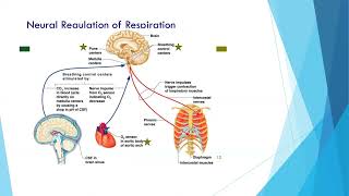 Control of Respiration [upl. by Ecnarual]