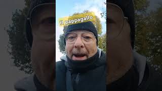 pappagallo aramacaw by Spigolatore [upl. by Sixela]