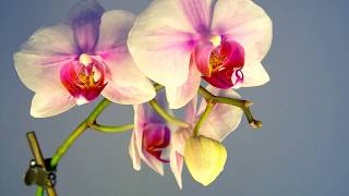 Orchid Flower Blooming Time lapse [upl. by Eads]