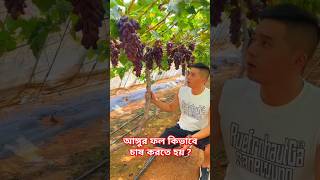 আঙ্গুর ফল কিভাবে চাষ করতে হয়  facts shorts [upl. by Arit2]