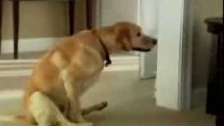 funny compilation of Dogs Wiping their Bums [upl. by Ettenuahs]