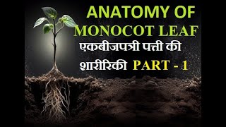 Morphology of flowering plants CLASS 11TH AG BIO CHAP  3 part  6 [upl. by Asyram65]