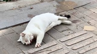 Stray Cat Suffers Accident with Broken Jaw and Ligaments Rolls in Pain Seeks Attention [upl. by Anawaj]