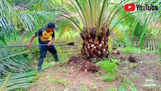 pruning pokok mula mula lurr [upl. by Ayrad]