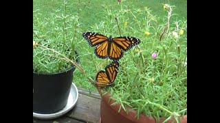 V177 More Monarch Butterflys [upl. by Alair]