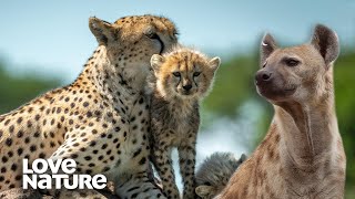 Cheetah Mom Distracts Hungry Hyena from Cubs in Bold Encounter  Love Nature [upl. by Ushijima919]