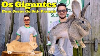 Criação de Coelhos Gigantes e Mini Coelhos em Bom Jesus do Sul  Paraná [upl. by Ayatnahs]