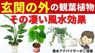 【玄関の外の観葉植物8選】凄い風水効果で運気が上がる！ [upl. by Ardnaiek]