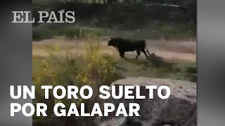 Un toro se escapa y daña tres coches de la Guardia Civil en Galapagar [upl. by Nyrrad]