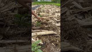 Plant gourds to harvest the buds easily [upl. by Larcher80]