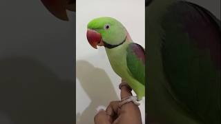 Male Hand Taim RAW parrot😍 petslover birds [upl. by Recha527]