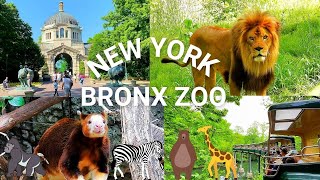 NYC Bronx Zoo Highlights  Exploring One of the Best Zoos in the United States [upl. by Acinomad]