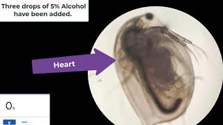 The effects of Alcohol solutions on the heart rate of Daphnia magna [upl. by Zarger]