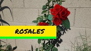 Rosales l Como Hacer Que Tu Rosal Este Lleno De Rosas Toda La Temporada [upl. by Nail272]